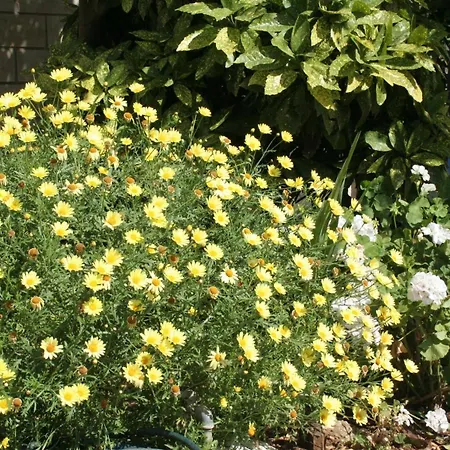 With Parking Space Orebic, Peljesac - 4554 Apartment